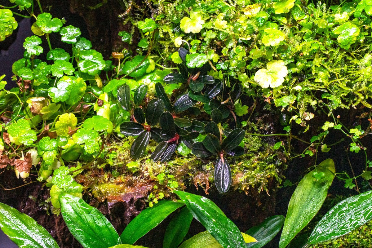 Bucephalandra Kedagang Mini Round (Farmed) - Aquascaping Plant
