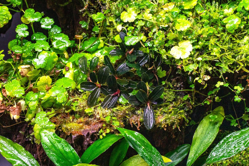 Bucephalandra Kedagang Mini Round (Farmed) Bucephalandra - Buce Plant