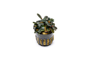 Bucephalandra Kedagang Mini Round (Farmed) Bucephalandra - Buce Plant