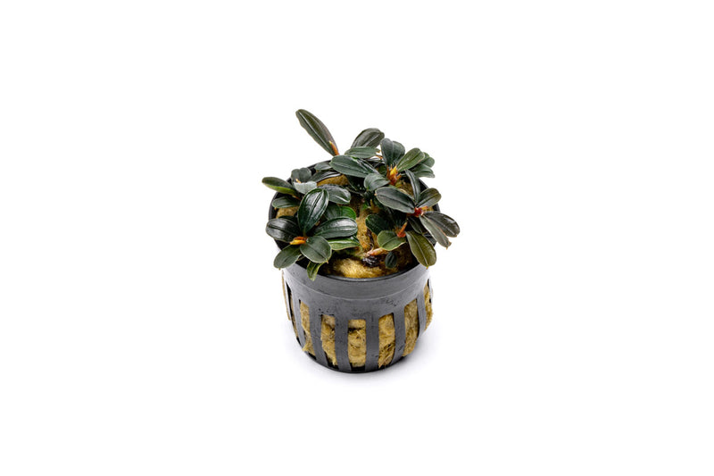 Bucephalandra Kedagang Mini Round (Farmed) Bucephalandra - Buce Plant