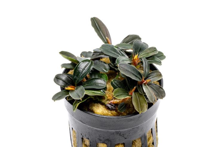 Bucephalandra Kedagang Mini Round (Farmed) Bucephalandra - Buce Plant