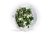 Bucephalandra Kedagang Round Mini Tissue Culture Tissue Culture - Buce Plant