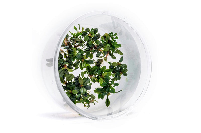 Bucephalandra Kedagang Round Mini Tissue Culture Tissue Culture - Buce Plant