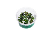 Bucephalandra Kedagang Round Mini Tissue Culture Tissue Culture - Buce Plant