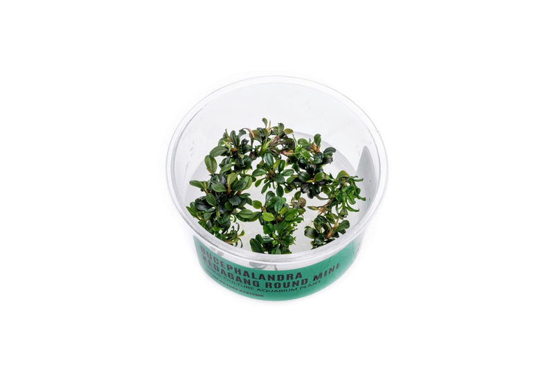 Bucephalandra Kedagang Round Mini Tissue Culture Tissue Culture - Buce Plant