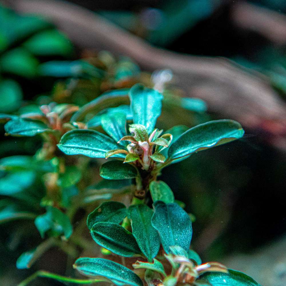 Bucephalandra Kedagang Round - Aquascaping Plant — Buce Plant