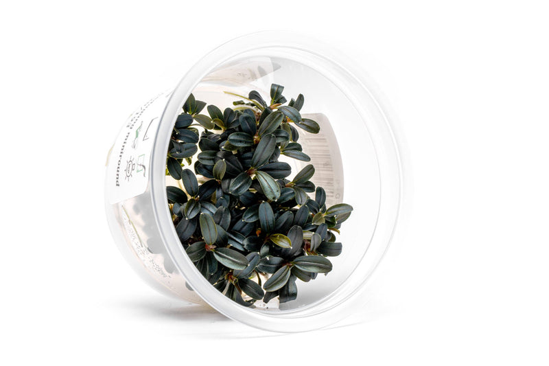 Bucephalandra Kedagang Round Mini Tissue Culture Tissue Culture - Buce Plant