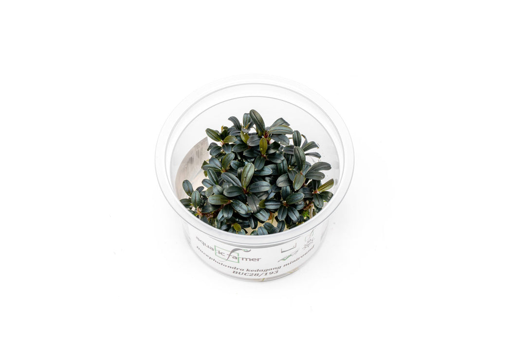 Bucephalandra Kedagang Round Mini Tissue Culture