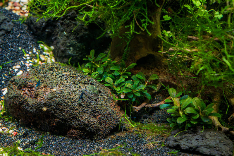 Bucephalandra Kedagang Round Mini Tissue Culture