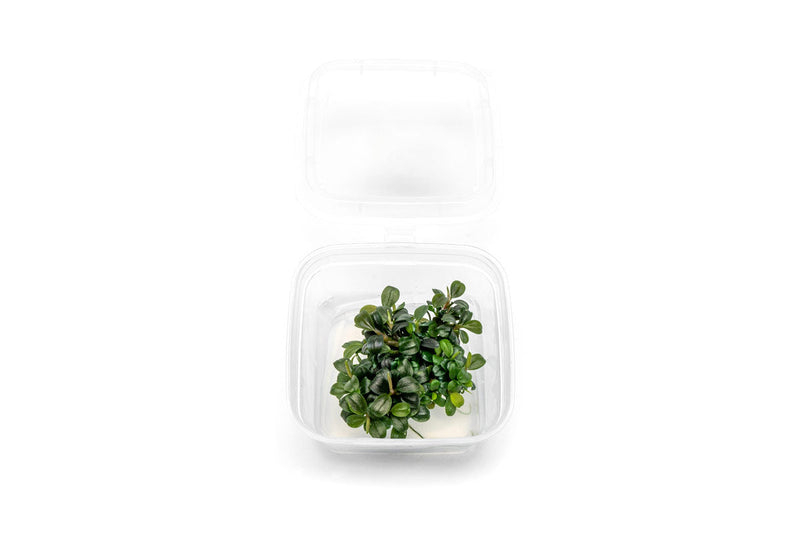 Bucephalandra Kedagang Round Mini Tissue Culture Tissue Culture - Buce Plant