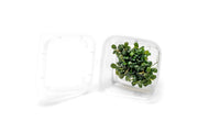 Bucephalandra Kedagang Round Mini Tissue Culture Tissue Culture - Buce Plant