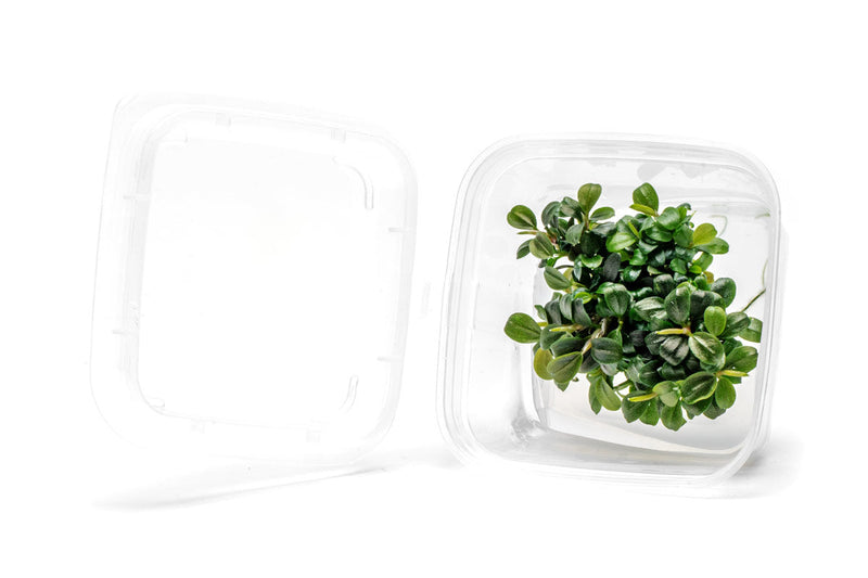 Bucephalandra Kedagang Round Mini Tissue Culture Tissue Culture - Buce Plant