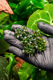 Bucephalandra Kedagang Round Mini Tissue Culture Tissue Culture - Buce Plant