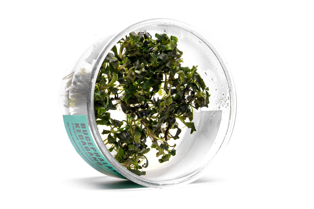 Bucephalandra Kedagang UNS Tissue Culture