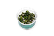 Bucephalandra Kedagang UNS Tissue Culture Aquatic Plant - Buce Plant