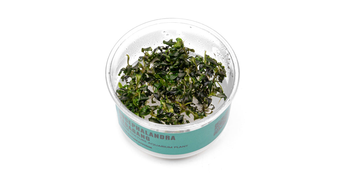Bucephalandra Kedagang UNS Tissue Culture for Aquascaping — Buce Plant