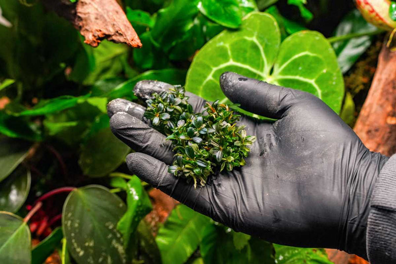 Bucephalandra Kedagang UNS Tissue Culture Aquatic Plant - Buce Plant