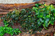 Bucephalandra Kedagang UNS Tissue Culture Aquatic Plant - Buce Plant