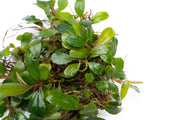 Bucephalandra Kir Royale Bucephalandra - Buce Plant