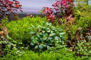 Bucephalandra Kir Royale Bucephalandra - Buce Plant