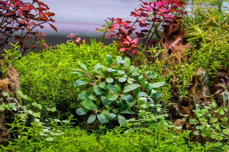 Bucephalandra Kir Royale Bucephalandra - Buce Plant
