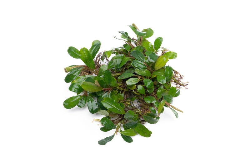 Bucephalandra Kir Royale Bucephalandra - Buce Plant