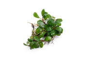 Bucephalandra Kir Royale Bucephalandra - Buce Plant