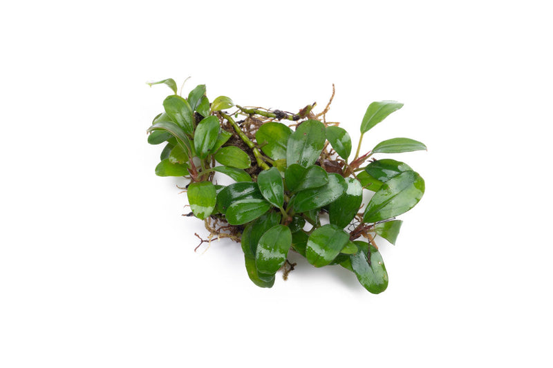 Bucephalandra Kir Royale Bucephalandra - Buce Plant