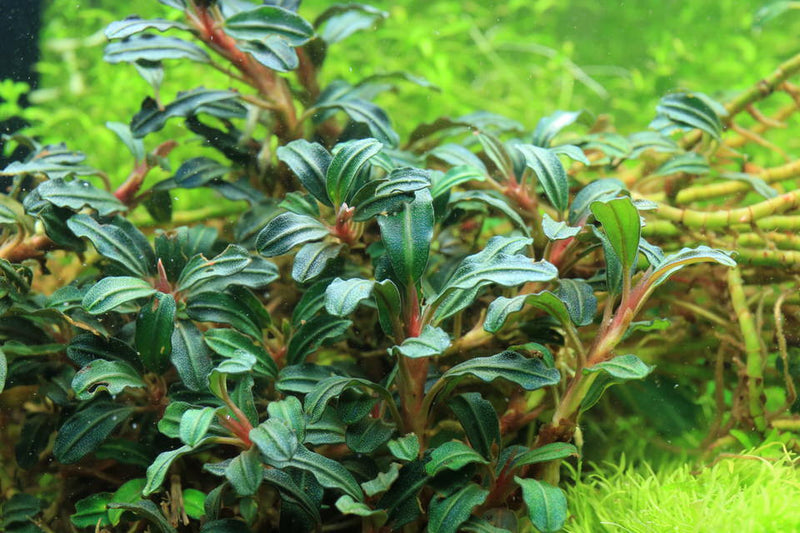 Bucephalandra Krivbass Bucephalandra - Buce Plant