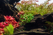 Bucephalandra Krivbass Bucephalandra - Buce Plant