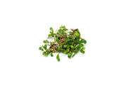 Bucephalandra Krivbass Bucephalandra - Buce Plant