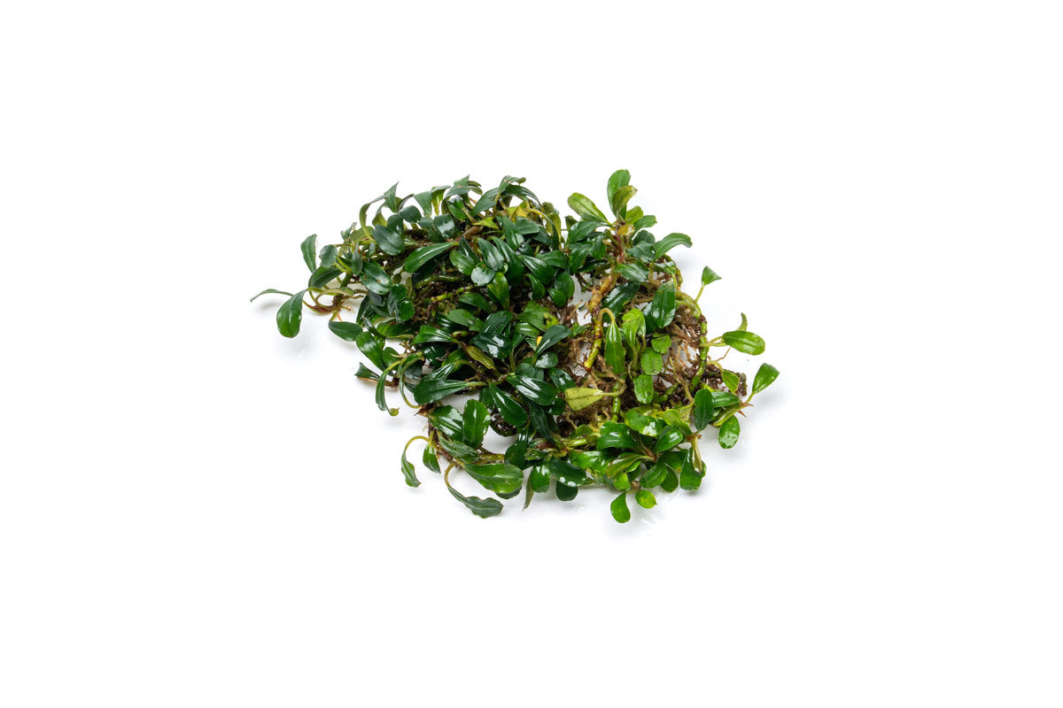 Bucephalandra Krivbass Aquascaping Plant — Buce Plant