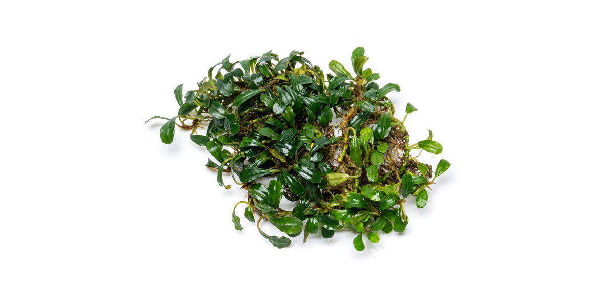 水草 Bucephalandra cv. \