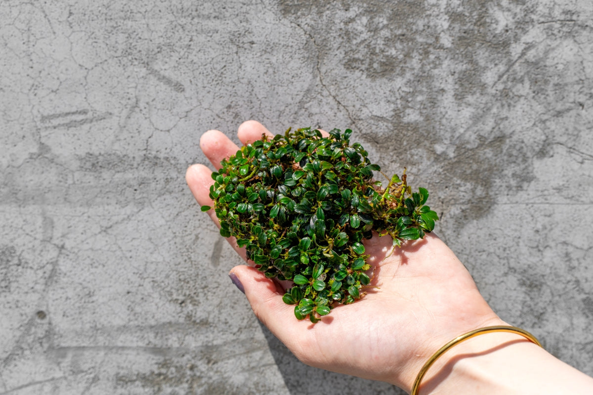 Bucephalandra Lamandau Mini Purple for Aquascaping — Buce Plant