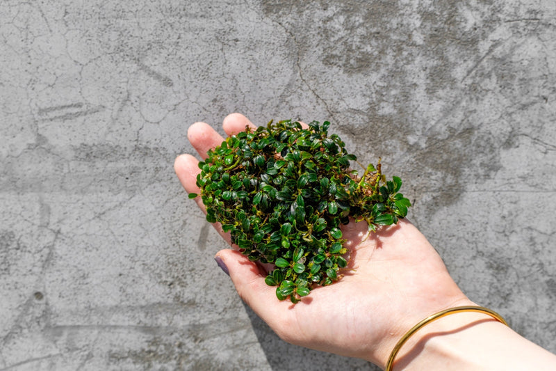 Bucephalandra Lamandau Purple UNS Tissue Culture Aquatic Plant - Buce Plant
