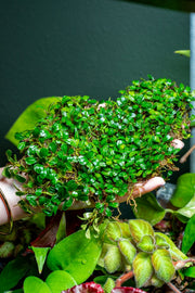 Bucephalandra Lamandau Mini Purple Bucephalandra - Buce Plant