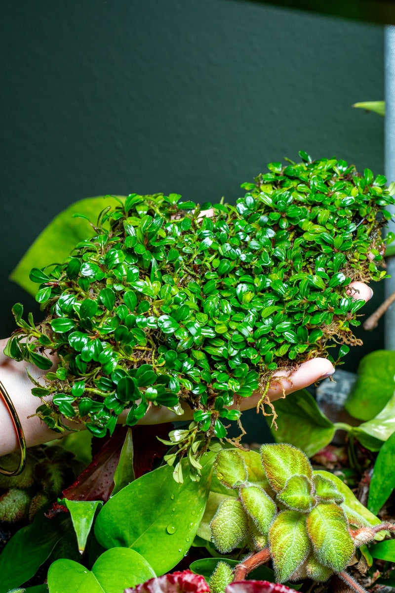 Bucephalandra Lamandau Mini Purple Bucephalandra - Buce Plant