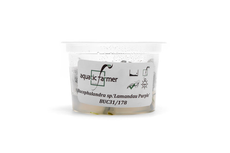 Bucephalandra Lamandau Purple Aquatic Farmer Tissue Culture Tissue Culture - Buce Plant