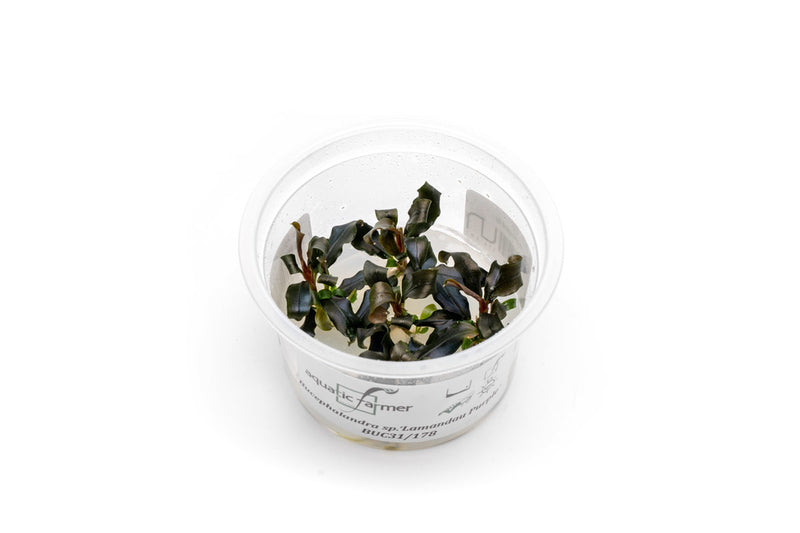 Bucephalandra Lamandau Purple Aquatic Farmer Tissue Culture Tissue Culture - Buce Plant