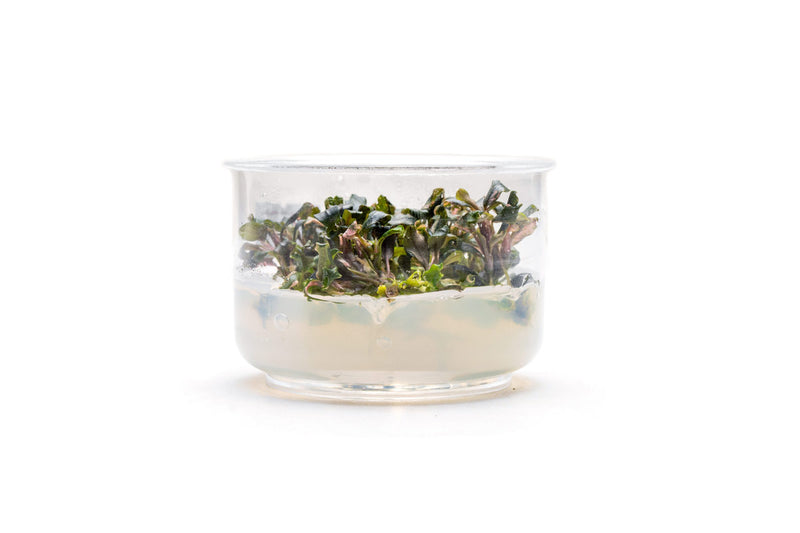 Bucephalandra Lamandau Purple UNS Tissue Culture Aquatic Plant - Buce Plant