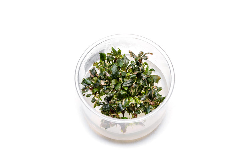 Bucephalandra Lamandau Purple UNS Tissue Culture Aquatic Plant - Buce Plant