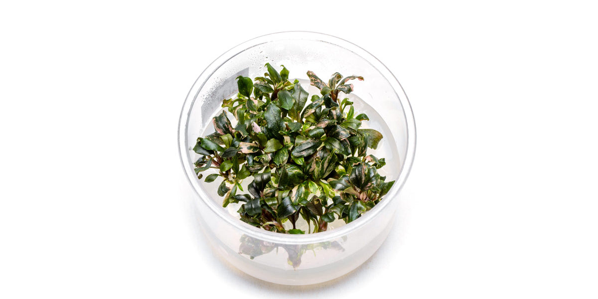 bucephalandra-lamandau-purple-