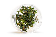 Bucephalandra Lamandau Purple UNS Tissue Culture Aquatic Plant - Buce Plant