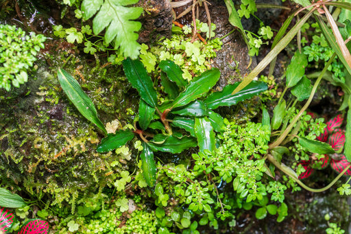 Bucephalandra Maestro Blue