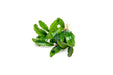 Bucephalandra Maestro Blue