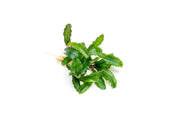 Bucephalandra Maestro Blue