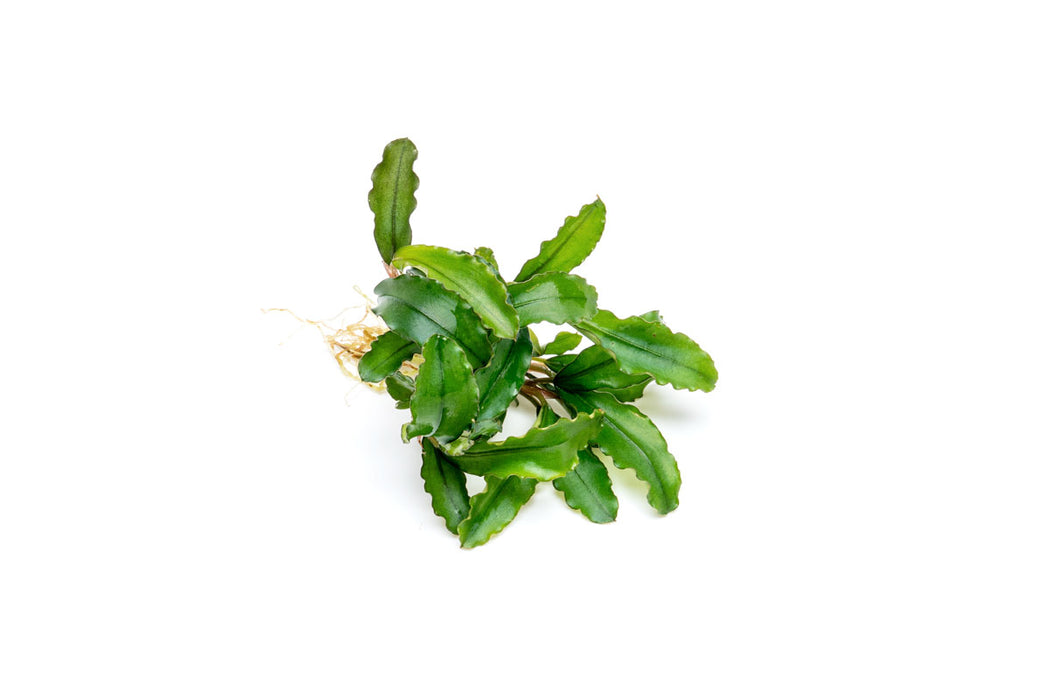 Bucephalandra Maestro Blue