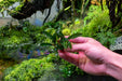 Bucephalandra Maestro Blue