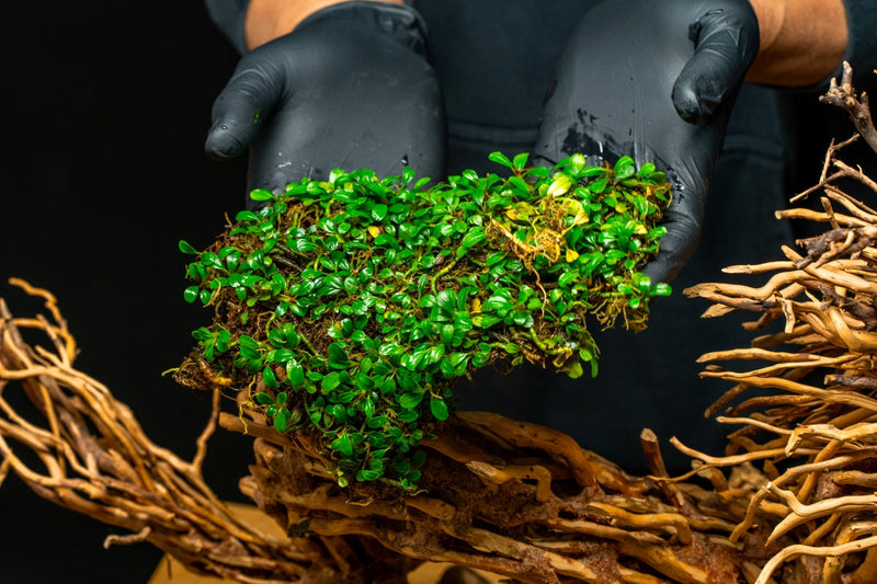 Bucephalandra Mini Coin Bucephalandra - Buce Plant