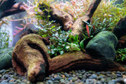 Bucephalandra Mini Dark Needle Bucephalandra - Buce Plant